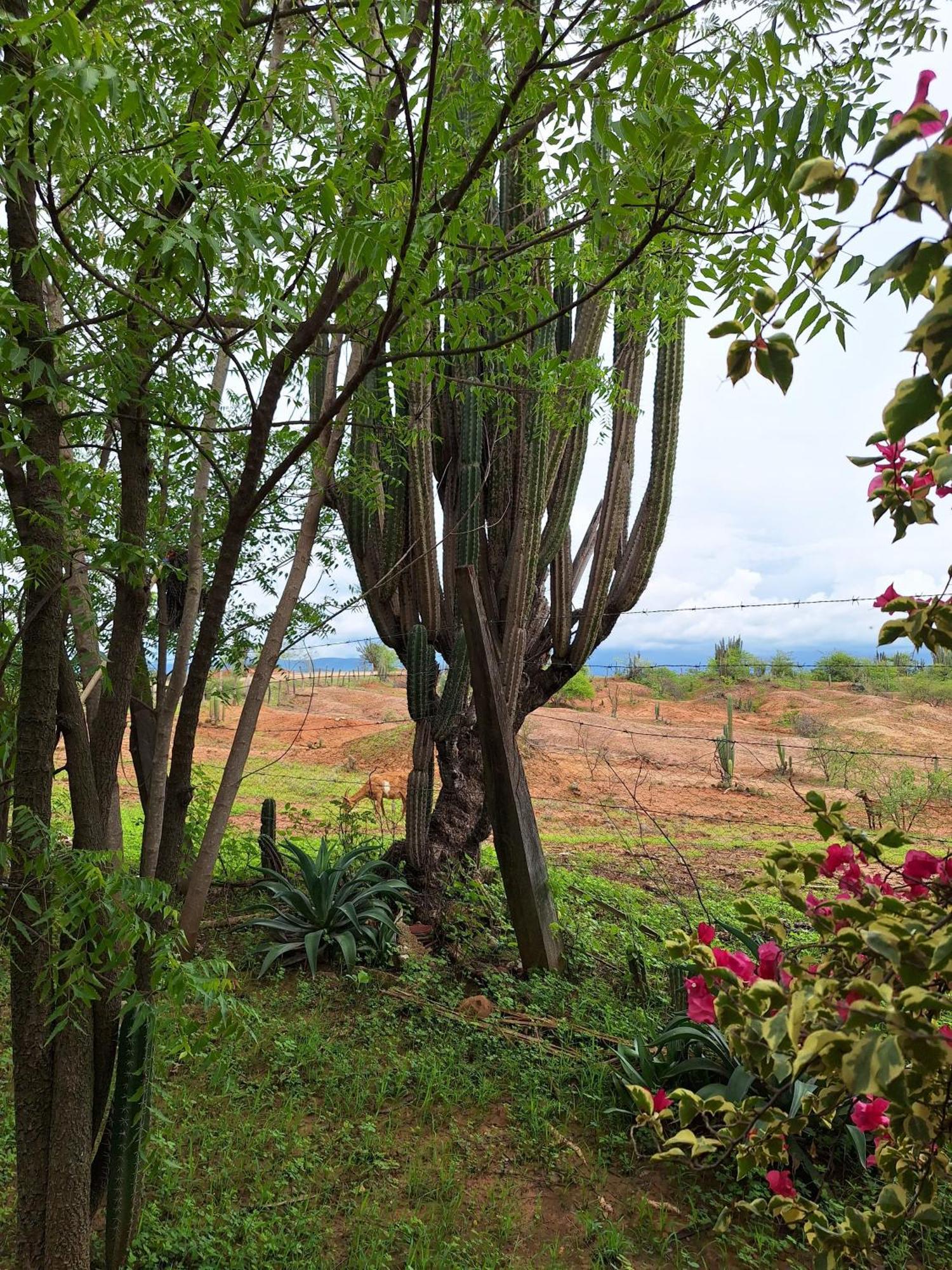 Alojamiento Casa De Campo Los Cactus วิลญาเวียคา ภายนอก รูปภาพ